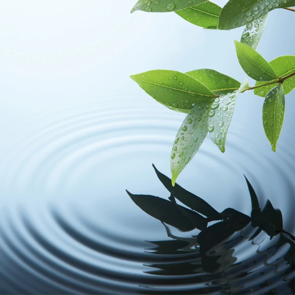 叶子在水中泛起涟漪